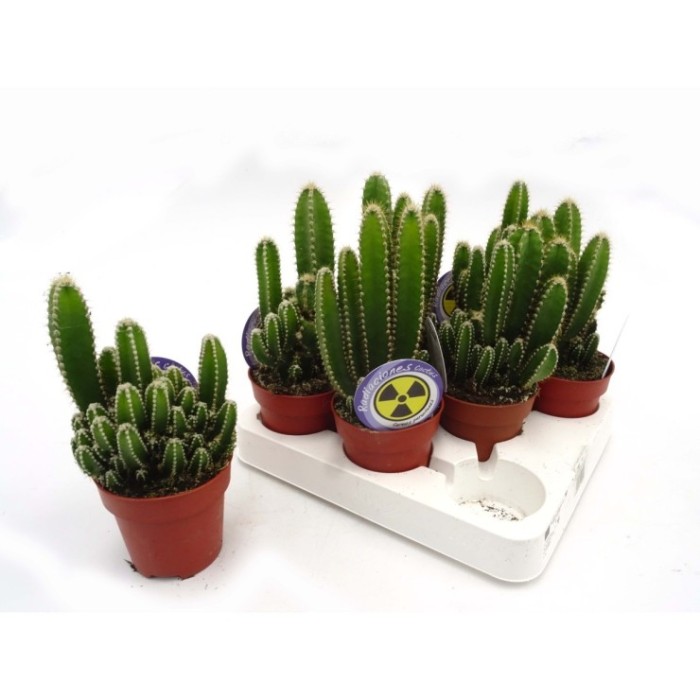 CACTUS ORDINADOR M 8.5 cereus floridiano (safa.8)