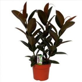 FICUS ROBUSTA MELANY, 3 plantes M20- 90cm.