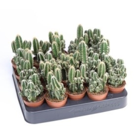 CACTUS ORDINADOR M 6 cereus peru.flori. (safa.x20