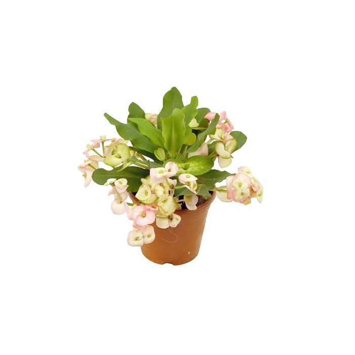 EUPHORBIA  MILII MIX  M14