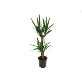 YUCCA 2 troncos  M19 60.30