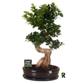 FICUS GINGEIN S-type M35 H70 CERAMICA+PLAT