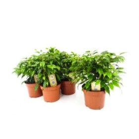 FICUS KINKI  M12