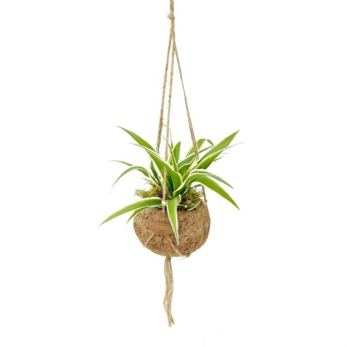 PLANTA VERDE MIX EN KOKODAMA M12