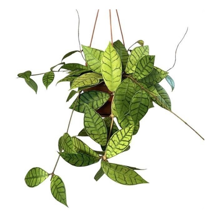 HOYA CALLISTOPHYLLA M15 penjar