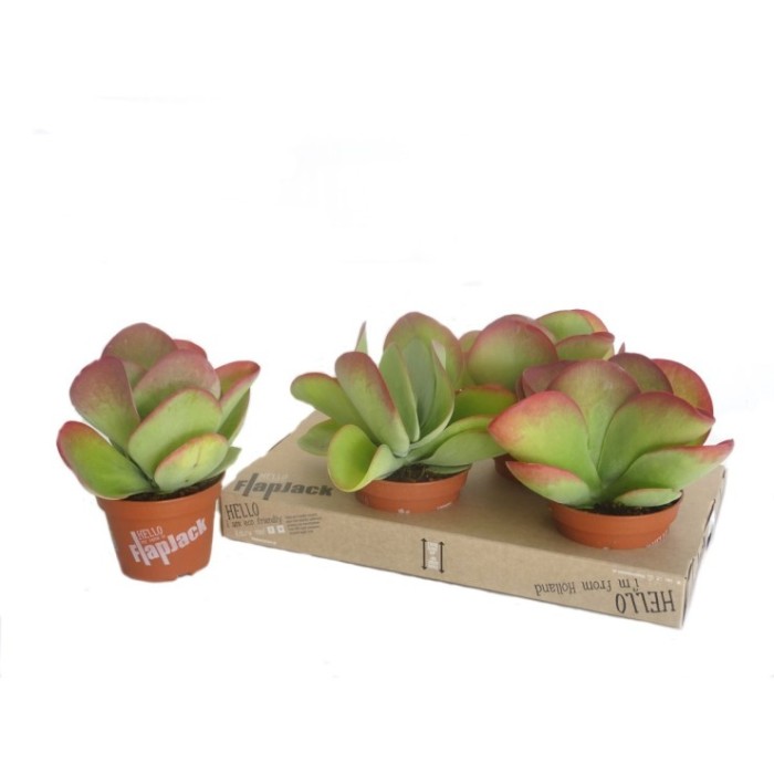 KALANCHOE THIRSI FLORA M15 red lips