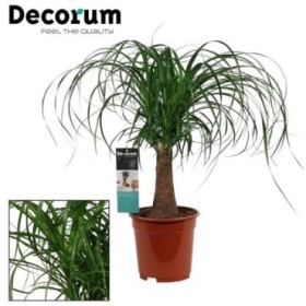 BEAUCARNEA 1tronco 50cm. M17 maceta