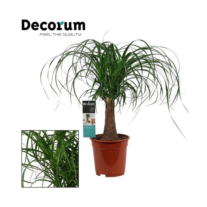 BEAUCARNEA 1tronc  50cm. M17 test