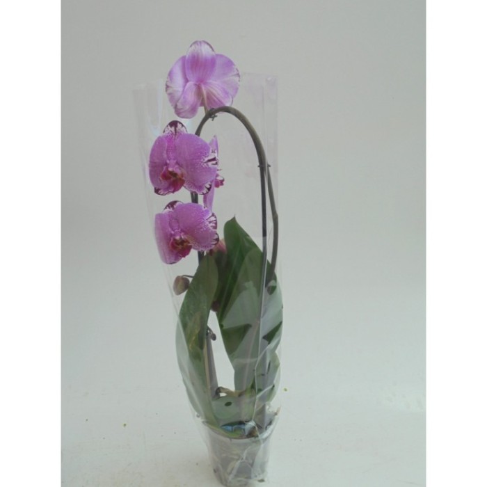 PHALAENOPSIS 1 VARA M12- 50cm. CASCADA