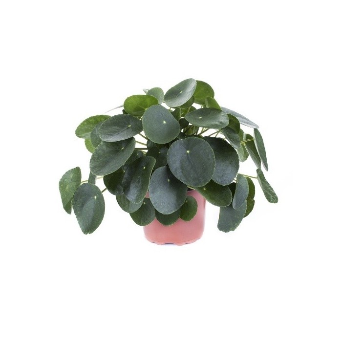 PILEA  M17 PEPEROMIOIDES