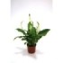 SPATHIPHYLLUM CHOPIN  M 7 MINI