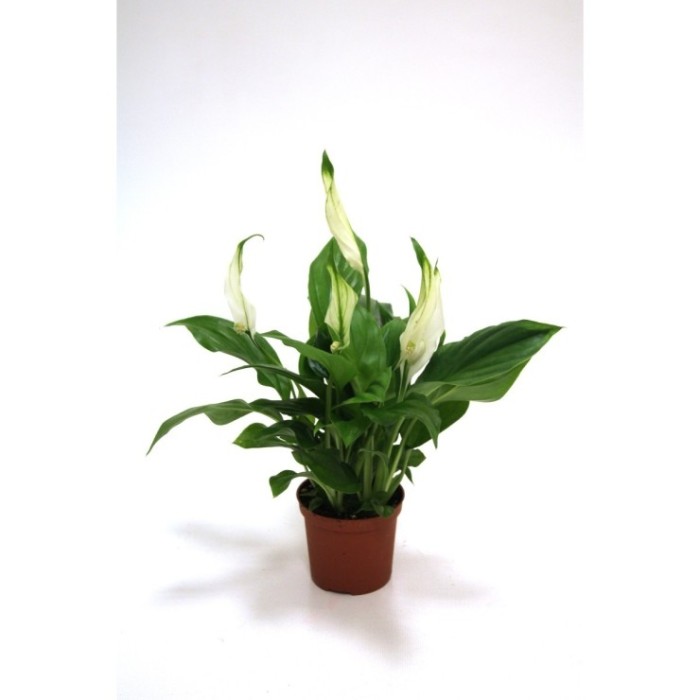 SPATHIPHYLLUM CHOPIN  M 7 MINI