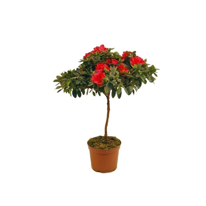 AZALEA COPA M19- 60cm.