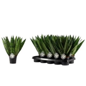 SANSEVIERIA  M12  ZEYLANICA FAN