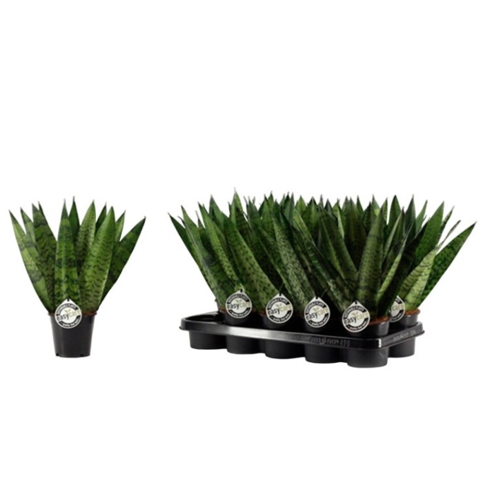 SANSEVIERIA  M12  ZEYLANICA FAN