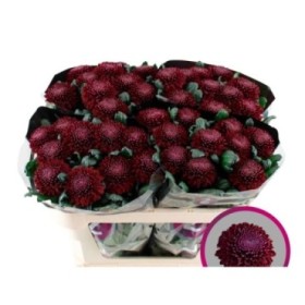 FLOR, CHRISANTHEM, POKER x 10 tiges