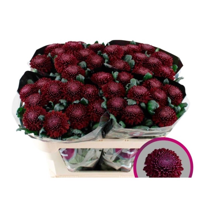 FLOR, CHRISANTHEM, POKER x 10 tiges