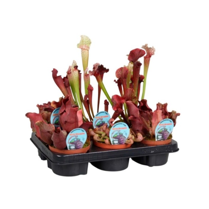 SARRACENIA  M12 mix premium