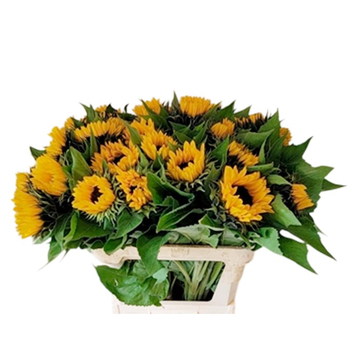 FLOR, GIRASOL HOLANDA 100cm x5 tiges.