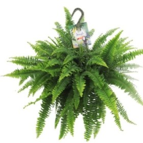 NEPHROLEPIS CORDIFOLIA T23