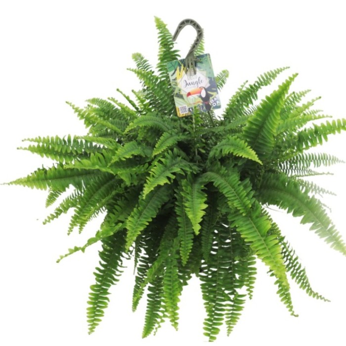 NEPHROLEPIS CORDIFOLIA T23