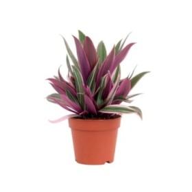 TRADESCANTIA  T15 SPATHACEA TRICOLOR