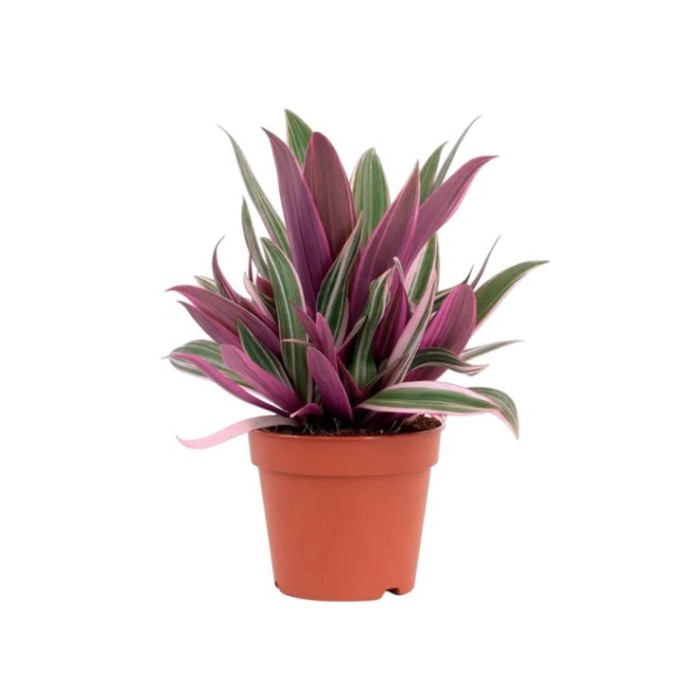 TRADESCANTIA  T15 SPATHACEA TRICOLOR