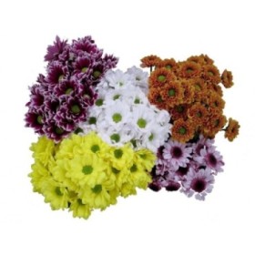FLOR, CHRISANTHEM,  HOLANDA x5 tallos
