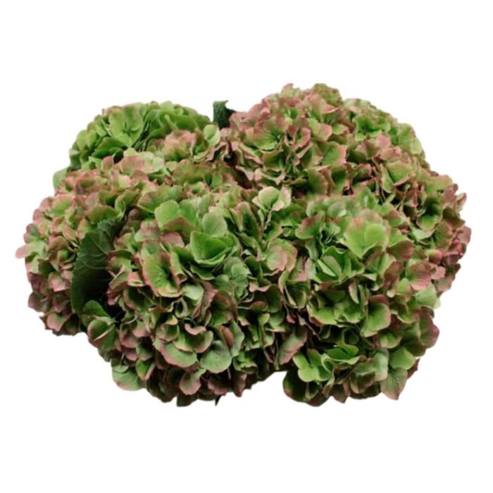 FLOR, HORTENSIA VERDA 60cm x5 tiges.