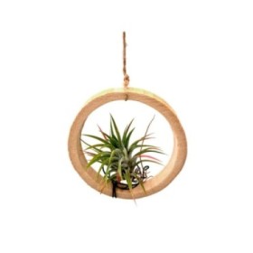 THILLANDSIA SUELTA Bamboo Ring