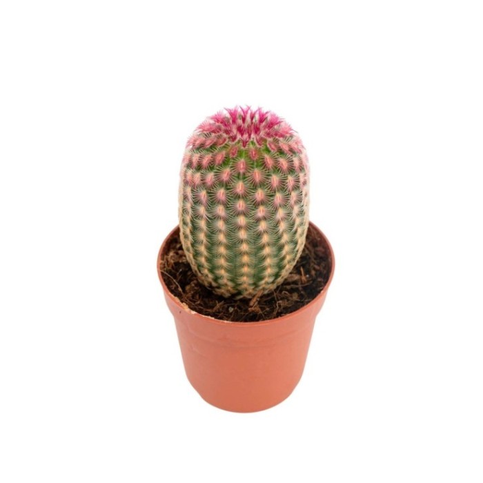 ECHINOCEREUS RUBRISPINUS M 8.5