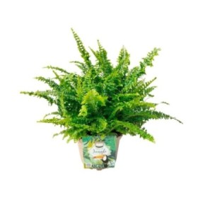 NEPHROLEPIS CORDITAS M17