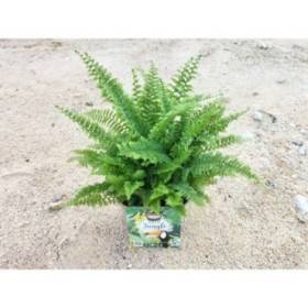 NEPHROLEPIS CORDITAS M17