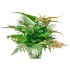 DRYOPTERIS ERYTHROSORA M17