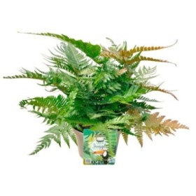 DRYOPTERIS ERYTHROSORA M17