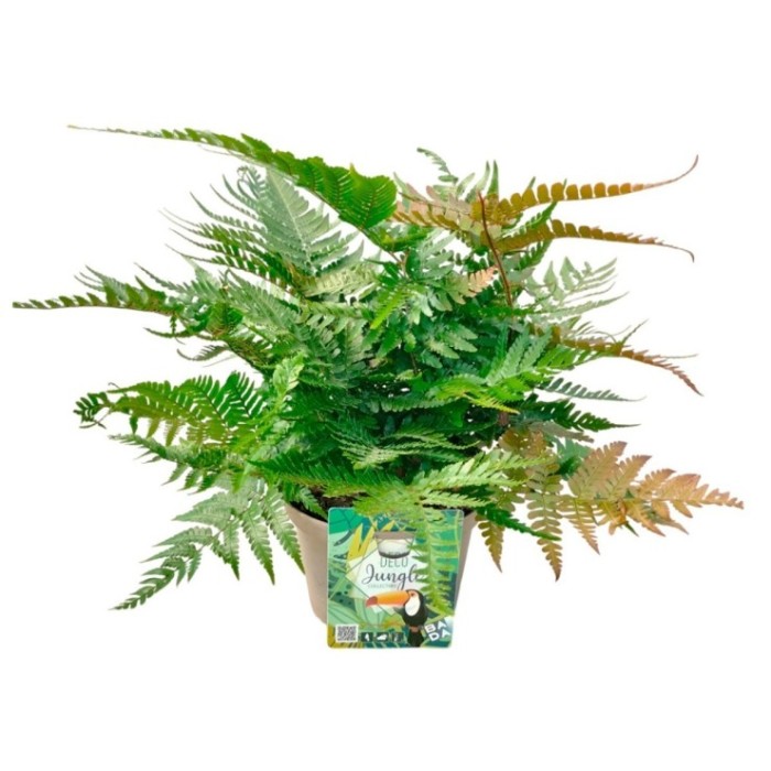 DRYOPTERIS ERYTHROSORA M17
