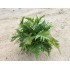 DRYOPTERIS ERYTHROSORA M17