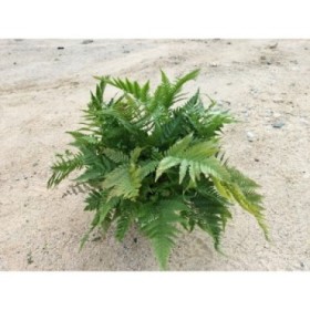 DRYOPTERIS ERYTHROSORA M17