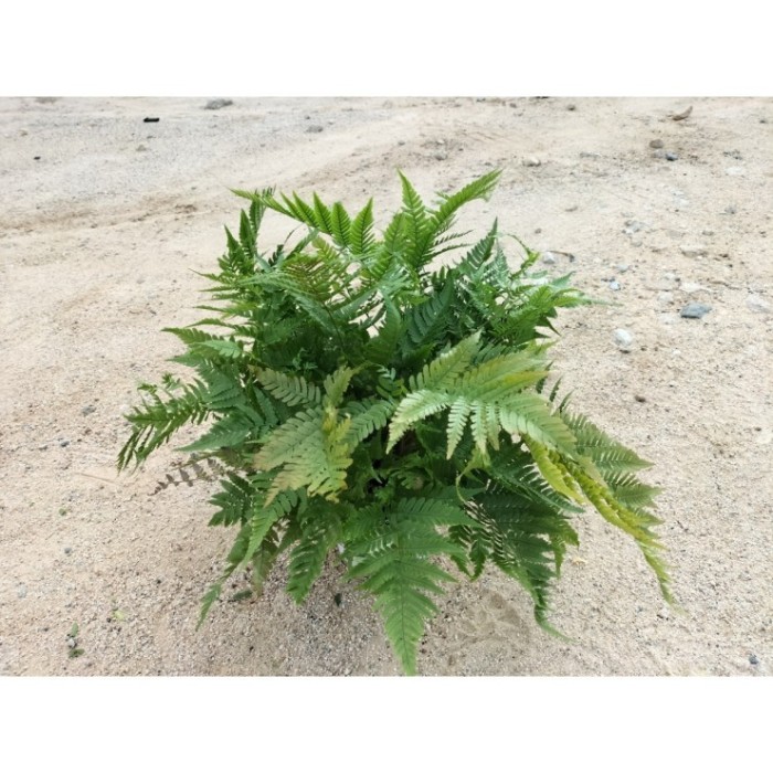 DRYOPTERIS ERYTHROSORA M17