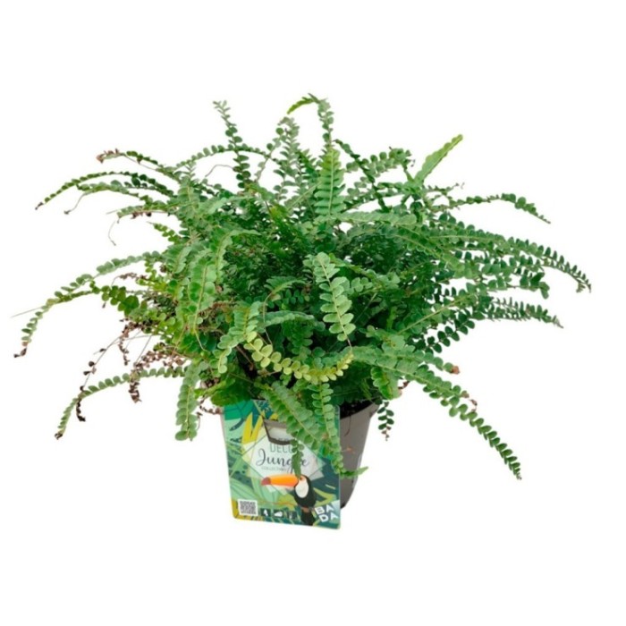 NEPHROLEPIS DUFFI M17