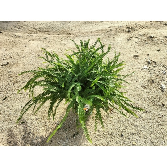 NEPHROLEPIS DUFFI M17