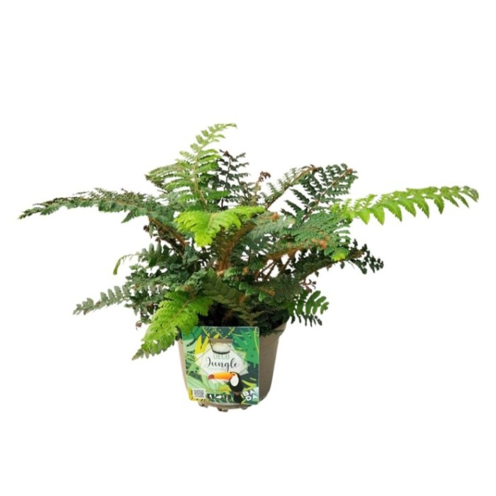 POLYSTICHUM TSUS-SIMENSE M17