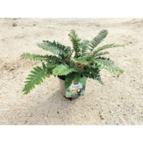 POLYSTICHUM TSUS-SIMENSE M17