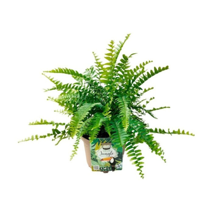 NEPHROLEPIS NEVADA M17