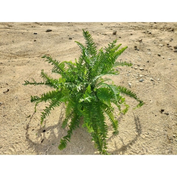 NEPHROLEPIS NEVADA M17