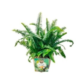 NEPHROLEPIS JESTER M17