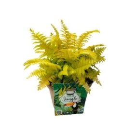 NEPHROLEPIS TIGER M17