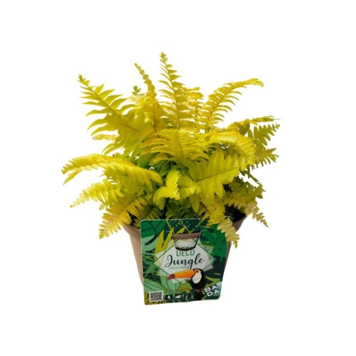 NEPHROLEPIS TIGER M17