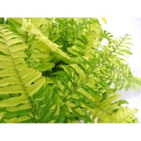 NEPHROLEPIS TIGER M17