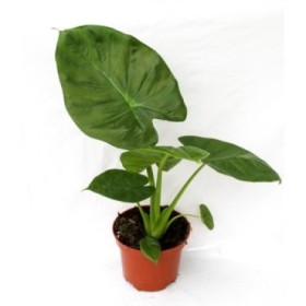 ALOCASIA  M19 CALIDORA